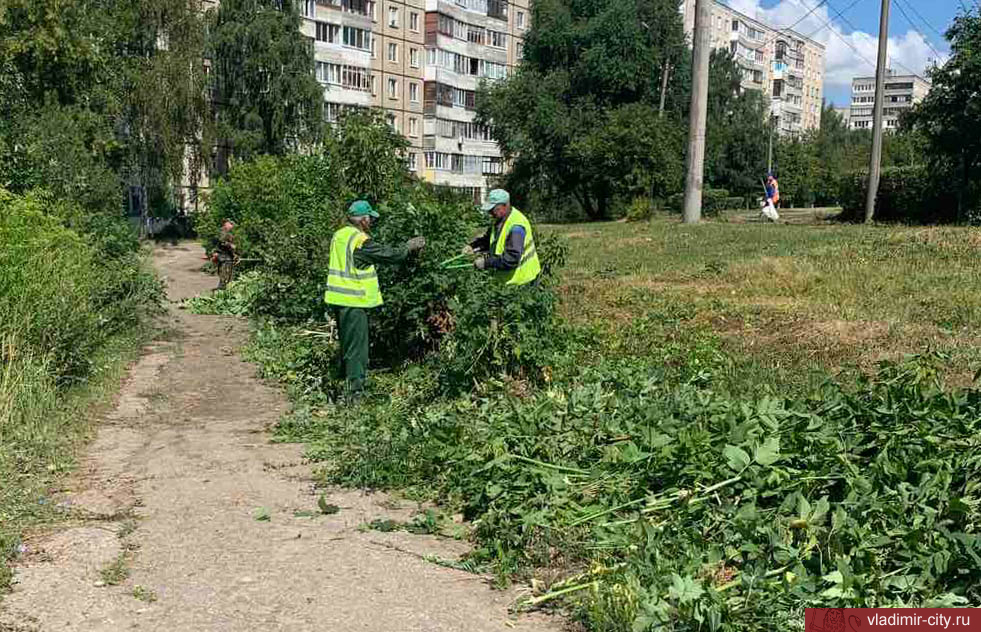 Во Владимире ведется ликвидация сухих и аварийных деревьев