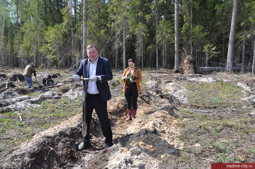 Администрация города Владимира присоединилась к акции «Всероссийский день посадки леса»
