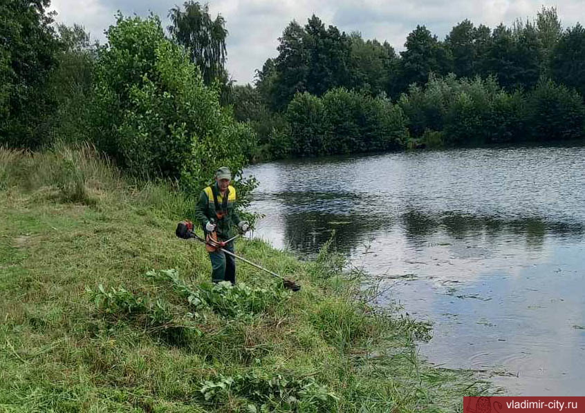 На пожарных водоемах в микрорайонах Владимира удаляют самосевную поросль