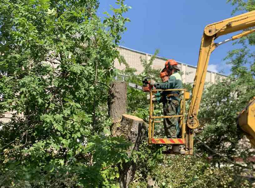 Во Владимире продолжается работа по удалению аварийных деревьев