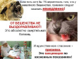 О профилактике бешенства О профилактике бешенства