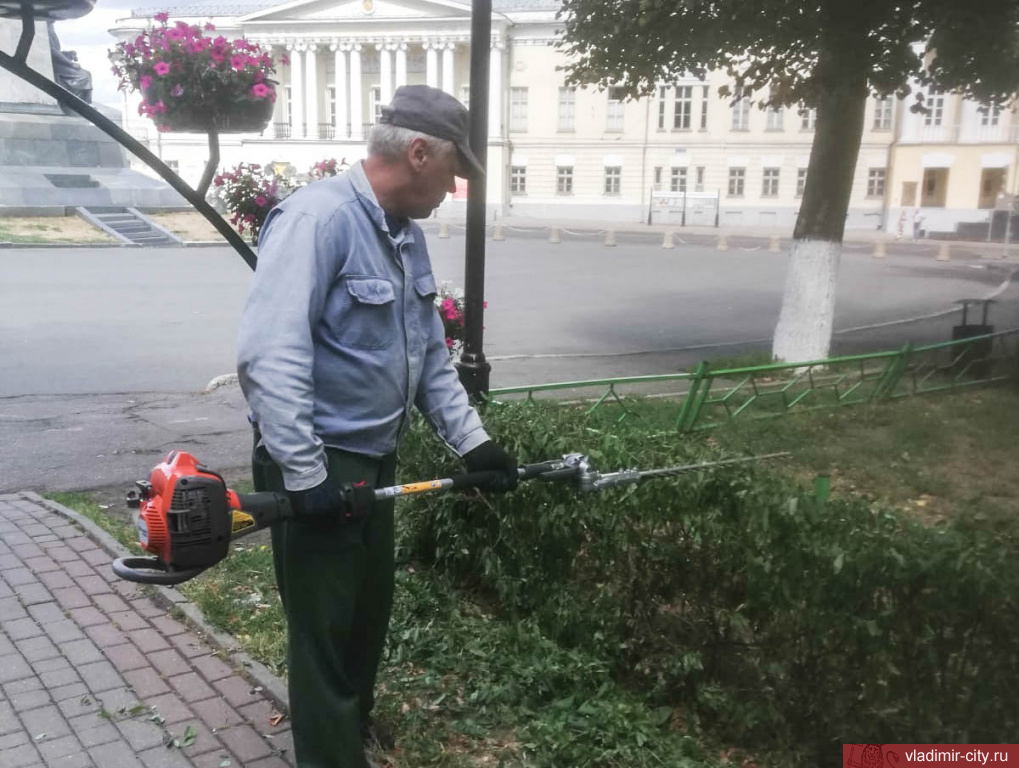 Во Владимире ведется ликвидация сухих и аварийных деревьев