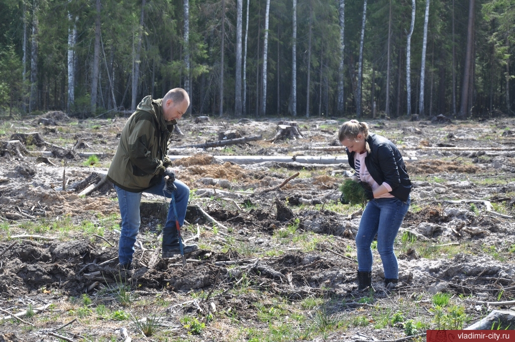 Администрация города Владимира присоединилась к акции «Всероссийский день посадки леса»