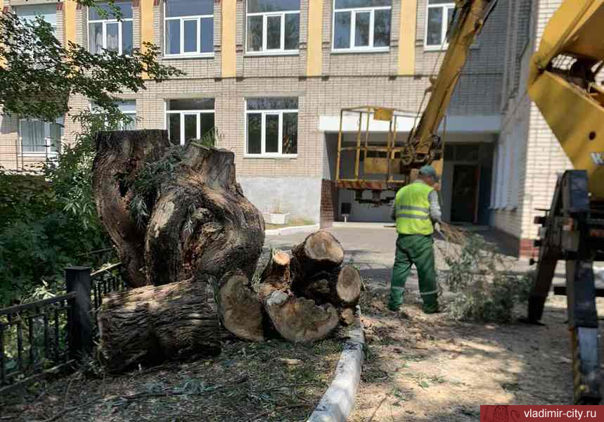 Во Владимире продолжается работа по удалению аварийных деревьев